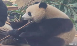 国宝大熊猫视频,萌动瞬间，揭秘大熊猫生活奥秘